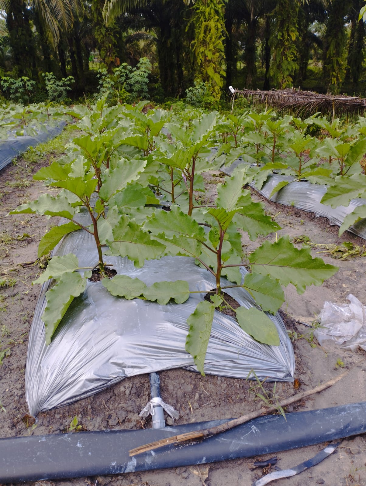 Pertumbuhan Tanaman TerraGen