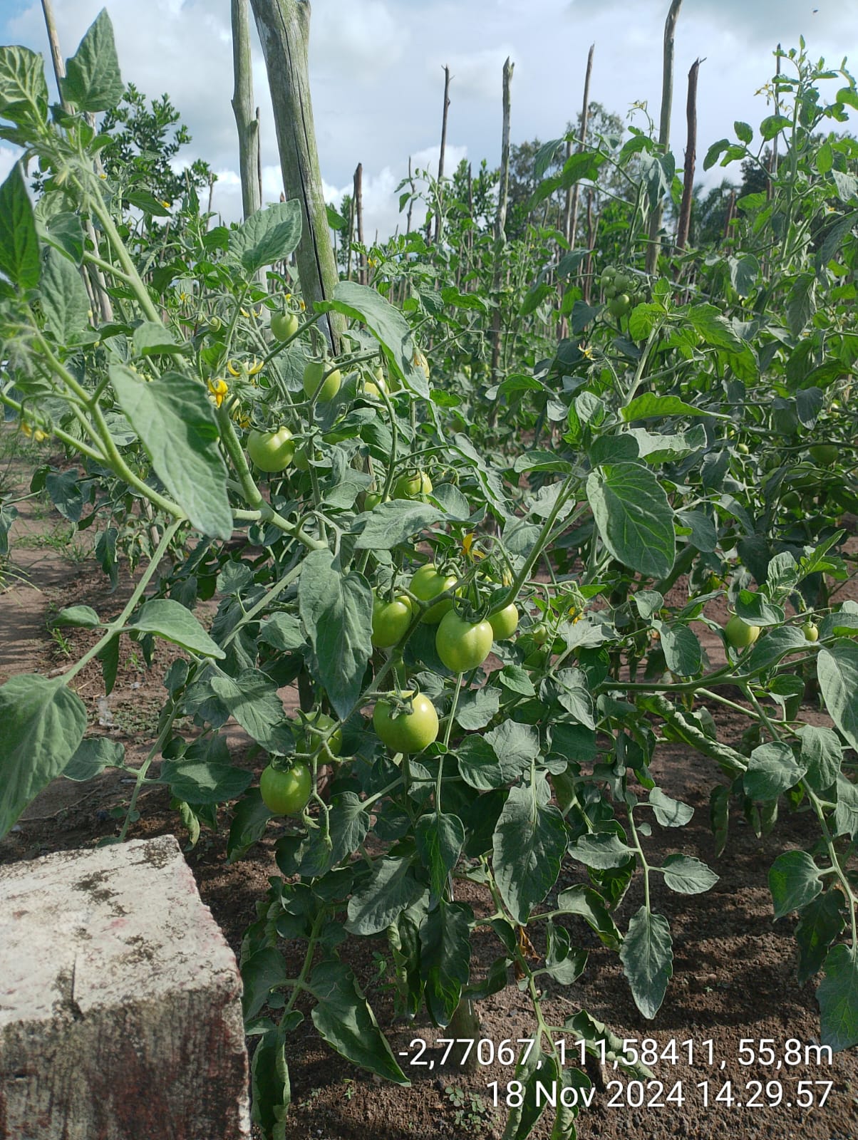 Petani memegang TerraGen